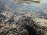 カワヒガイの摂餌行動