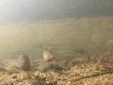 ヤリタナゴの威嚇行動