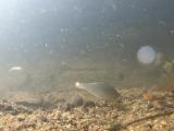 ヤリタナゴの繁殖行動
