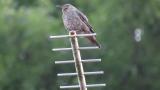 Calling Blue Rock Thrush