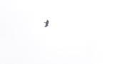 Display flight of Crested Honey Buzzard