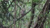 Ural Owl acting in daytime