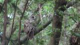 Ural Owl acting in daytime