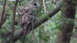 Ural Owl acting in daytime and flight
