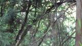 Ural Owl eating a fledgling of some kind