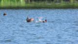 Conflict between Little Grebes