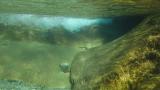 秋に渓流を流れ下るナガレタゴガエル