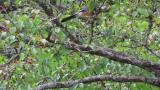 Foraging Eurasian Jay