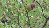 Foraging White-bellied Green Pigeon