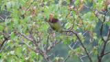 Foraging White-bellied Green Pigeon