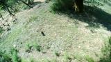 Anting behavior in Strigiformes? (2)