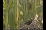 カッコウによるオオヨシキリ雛の排除