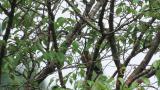 Foraging Eurasian Jay