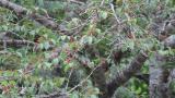 Foraging Eurasian Jay