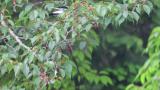 Foraging Eurasian Jay