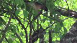 Foraging Eurasian Jay