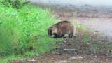Japanese badger