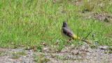Grey Wagtail preening and walking on the ground
