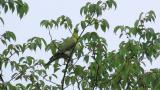 Perched White-bellied Green Pigeon