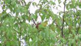 Foraging White-bellied Green Pigeon