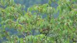 Foraging White-bellied Green Pigeon