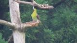 White-bellied Green Pigeon after eating.  What does it doing?