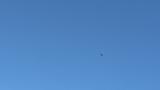 Spring migration of Eastern Buzzards