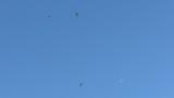 Spring migration of Eastern Buzzards
