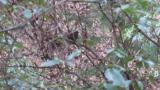 Foraging male Grey Bunting