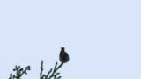 Singing Asian Brown Flycatcher