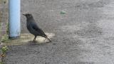 Female Blue Rock Thrush on the road