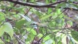 Eastern Crowned Warbler carrying nesting material