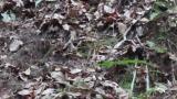 Eastern Crowned Warbler carrying nesting material