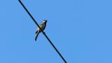 Singing Japanese Tit