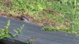 Oriental Turtle Dove foraging on the ground