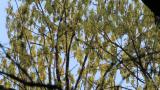 Foraging Eurasian Siskins