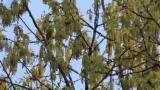 Foraging Eurasian Siskins