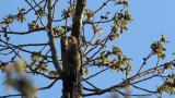 Foraging Japanese Pygmy Woodpecker