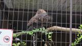 Crested Honey Buzzard in Himeji City Zoo, preening
