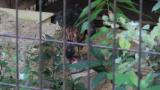 Crested Honey Buzzard in Himeji City Zoo, eating meat