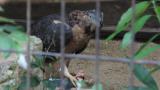 Crested Honey Buzzard in Himeji City Zoo, eating meat