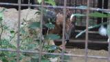 Crested Honey Buzzard in Himeji City Zoo, eating meat