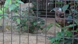 Crested Honey Buzzard in Himeji City Zoo, beak cleaning after eating