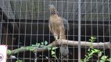 Crested Honey Buzzard in Himeji City Zoo, calling after eating