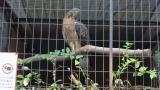 Crested Honey Buzzard in Himeji City Zoo, calling after eating