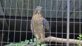 Crested Honey Buzzard in Himeji City Zoo, calling after eating
