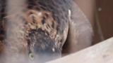 Crested Honey Buzzard in Himeji City Zoo, eating meat