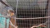 Crested Honey Buzzard in Himeji City Zoo, wing flapping after feeding