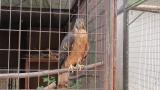 Crested Honey Buzzard in Himeji City Zoo, calling after feeding