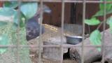 Crested Honey Buzzard in Himeji City Zoo, eating meat